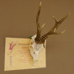 Rehgeweih Medaillenklasse silber 465 g CIC 115,35 IP hochkapitaler Bock Reh Geweih Gehörn