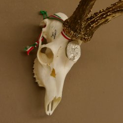 Rehgeweih Medaillenklasse silber 465 g CIC 115,35 IP hochkapitaler Bock Reh Geweih Gehörn