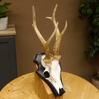 Rehgeweih Gewicht 310 g HL bis 23,2 cm Rehbock Bock Reh Geweih Gehörn Trophäenschild