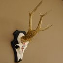 Rehgeweih Gewicht 310 g HL bis 23,2 cm Rehbock Bock Reh...