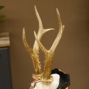 Rehgeweih Gewicht 310 g HL bis 23,2 cm Rehbock Bock Reh Geweih Gehörn Trophäenschild