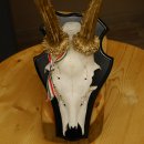 Rehgeweih Gewicht 310 g HL bis 23,2 cm Rehbock Bock Reh Geweih Gehörn Trophäenschild