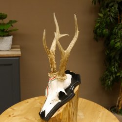 Rehgeweih Gewicht 310 g HL bis 23,2 cm Rehbock Bock Reh Geweih Gehörn Trophäenschild