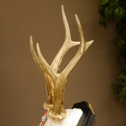 Rehgeweih Gewicht 310 g HL bis 23,2 cm Rehbock Bock Reh Geweih Gehörn Trophäenschild