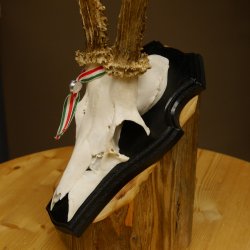 Rehgeweih Gewicht 310 g HL bis 23,2 cm Rehbock Bock Reh Geweih Gehörn Trophäenschild