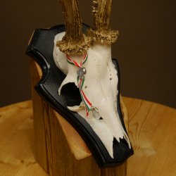 Rehgeweih Gewicht 310 g HL bis 23,2 cm Rehbock Bock Reh Geweih Gehörn Trophäenschild