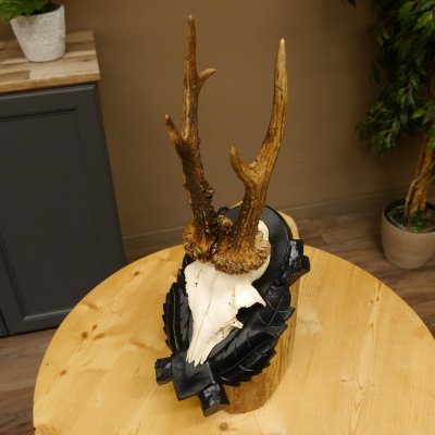 Rehgeweih Gewicht 330 g HL bis 22,7 cm starke Kranzrosen Rehbock Reh Geweih Gehörn Trophäenschild