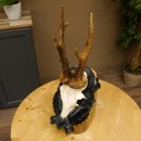 Rehgeweih Gewicht 330 g HL bis 22,7 cm starke Kranzrosen...