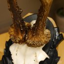 Rehgeweih Gewicht 330 g HL bis 22,7 cm starke Kranzrosen Rehbock Reh Geweih Gehörn Trophäenschild