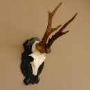 Rehgeweih Gewicht 330 g HL bis 22,7 cm starke Kranzrosen Rehbock Reh Geweih Gehörn Trophäenschild