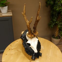 Rehgeweih Gewicht 330 g HL bis 22,7 cm starke Kranzrosen Rehbock Reh Geweih Gehörn Trophäenschild