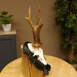 Rehgeweih Gewicht 330 g HL bis 22,7 cm starke Kranzrosen Rehbock Reh Geweih Gehörn Trophäenschild