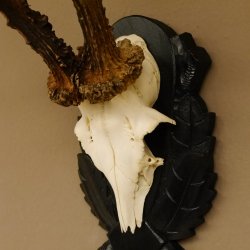 Rehgeweih Gewicht 330 g HL bis 22,7 cm starke Kranzrosen Rehbock Reh Geweih Gehörn Trophäenschild