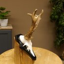 Rehgeweih Gewicht 370 g HL bis 22,3 cm sehr starker Rehbock Bock Reh Geweih doppelter Kreuzbock