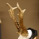 Rehgeweih Gewicht 370 g HL bis 22,3 cm sehr starker Rehbock Bock Reh Geweih doppelter Kreuzbock