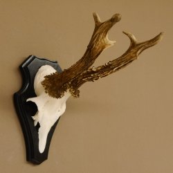 Rehgeweih Gewicht 370 g HL bis 22,3 cm sehr starker Rehbock Bock Reh Geweih doppelter Kreuzbock