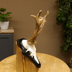 Rehgeweih Gewicht 370 g HL bis 22,3 cm sehr starker Rehbock Bock Reh Geweih doppelter Kreuzbock