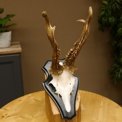 Rehgeweih Gewicht 370 g HL bis 22,3 cm sehr starker Rehbock Bock Reh Geweih doppelter Kreuzbock