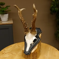 Rehgeweih Gewicht 370 g HL bis 22,3 cm sehr starker Rehbock Bock Reh Geweih doppelter Kreuzbock