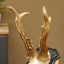 Rehgeweih Gewicht 370 g HL bis 22,3 cm sehr starker Rehbock Bock Reh Geweih doppelter Kreuzbock