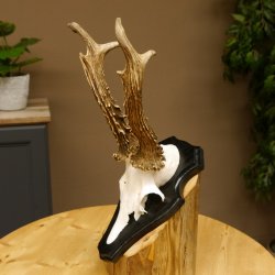 Rehgeweih Gewicht 370 g HL bis 22,3 cm sehr starker Rehbock Bock Reh Geweih doppelter Kreuzbock