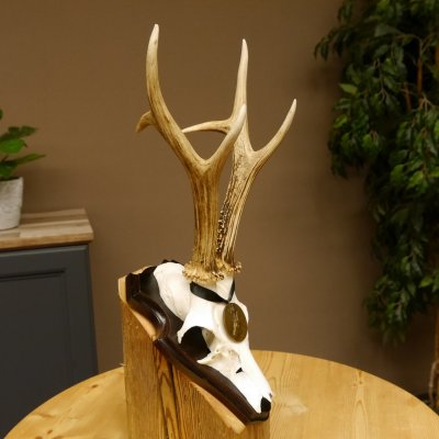 Rehgeweih Medaillenklasse Bronze 365 g CIC 106,55 IP HL bis 24,1 cm Bock Reh Geweih Gehörn Schild