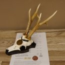 Rehgeweih Medaillenklasse Bronze 365 g CIC 106,55 IP HL bis 24,1 cm Bock Reh Geweih Gehörn Schild