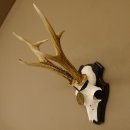 Rehgeweih Medaillenklasse Bronze 365 g CIC 106,55 IP HL bis 24,1 cm Bock Reh Geweih Gehörn Schild