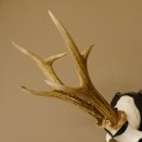 Rehgeweih Medaillenklasse Bronze 365 g CIC 106,55 IP HL bis 24,1 cm Bock Reh Geweih Gehörn Schild