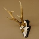 Rehgeweih Medaillenklasse Bronze 365 g CIC 106,55 IP HL bis 24,1 cm Bock Reh Geweih Gehörn Schild