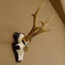 Rehgeweih Medaillenklasse Bronze 365 g CIC 106,55 IP HL bis 24,1 cm Bock Reh Geweih Gehörn Schild