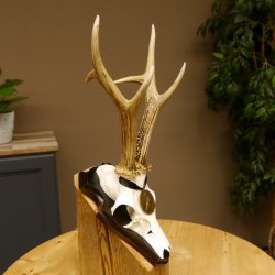 Rehgeweih Medaillenklasse Bronze 365 g CIC 106,55 IP HL bis 24,1 cm Bock Reh Geweih Gehörn Schild