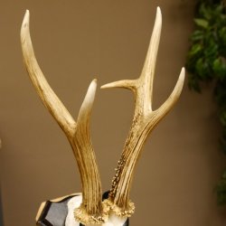 Rehgeweih Medaillenklasse Bronze 365 g CIC 106,55 IP HL bis 24,1 cm Bock Reh Geweih Gehörn Schild