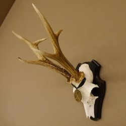 Rehgeweih Medaillenklasse Bronze 365 g CIC 106,55 IP HL bis 24,1 cm Bock Reh Geweih Gehörn Schild