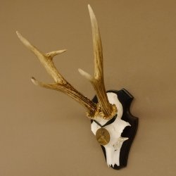 Rehgeweih Medaillenklasse Bronze 365 g CIC 106,55 IP HL bis 24,1 cm Bock Reh Geweih Gehörn Schild