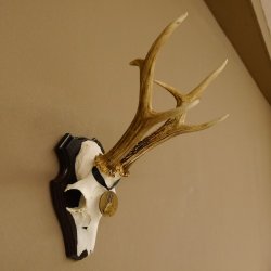 Rehgeweih Medaillenklasse Bronze 365 g CIC 106,55 IP HL bis 24,1 cm Bock Reh Geweih Gehörn Schild