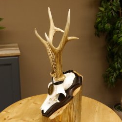 Rehgeweih Medaillenklasse Bronze 365 g CIC 106,55 IP HL bis 24,1 cm Bock Reh Geweih Gehörn Schild