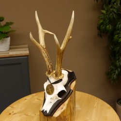 Rehgeweih Medaillenklasse Bronze 365 g CIC 106,55 IP HL bis 24,1 cm Bock Reh Geweih Gehörn Schild