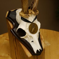 Rehgeweih Medaillenklasse Bronze 365 g CIC 106,55 IP HL bis 24,1 cm Bock Reh Geweih Gehörn Schild