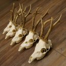 5 Stück Rehgeweihe Reh Bock Geweihe Geweih 12.149