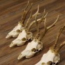 5 Stück Rehgeweihe Reh Bock Geweihe Geweih 12.149