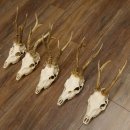 5 Stück Rehgeweihe Reh Bock Geweihe Geweih 12.149