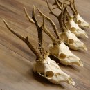 5 Stück Rehgeweihe Reh Bock Geweihe Geweih 12.149