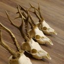 5 Stück Rehgeweihe Reh Bock Geweihe Geweih 12.149