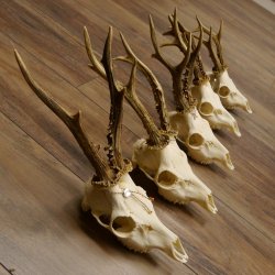 5 Stück Rehgeweihe Reh Bock Geweihe Geweih 12.149