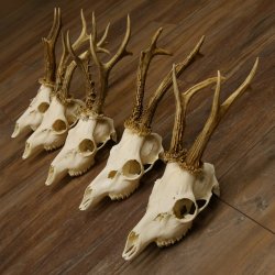 5 Stück Rehgeweihe Reh Bock Geweihe Geweih 12.149