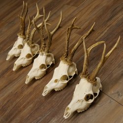 5 Stück Rehgeweihe Reh Bock Geweihe Geweih 12.149