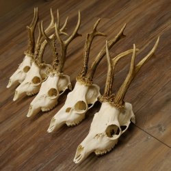 5 Stück Rehgeweihe Reh Bock Geweihe Geweih 12.149