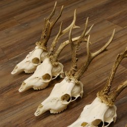 5 Stück Rehgeweihe Reh Bock Geweihe Geweih 12.149