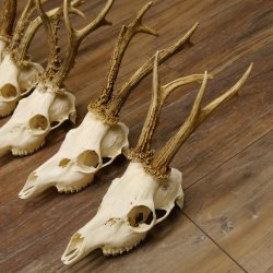 5 Stück Rehgeweihe Reh Bock Geweihe Geweih 12.149